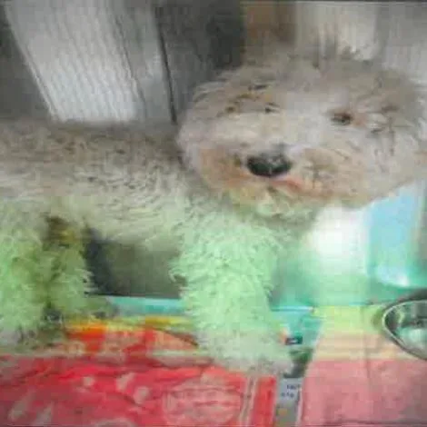 Broccoli A thumbnail 4