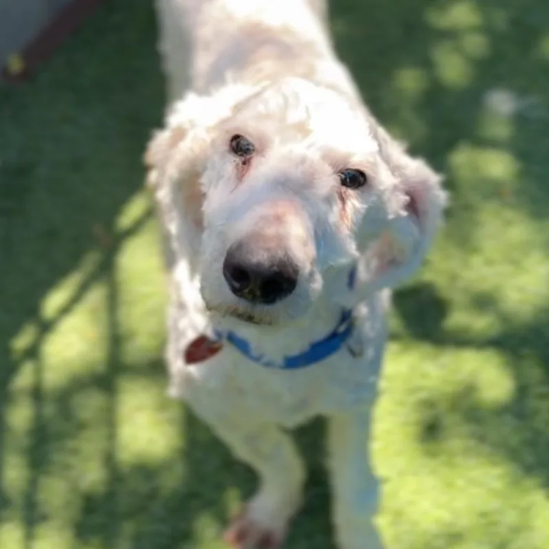 Broccoli A thumbnail 5