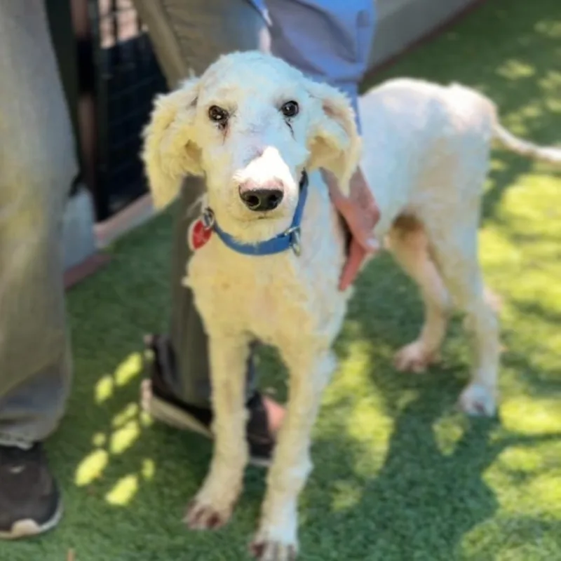 Broccoli A thumbnail 6