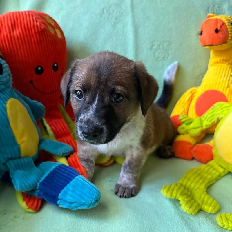A baby medium-sized male Brown / Chocolate Shepherd dog named Hurricane for adoption in Normal, IL