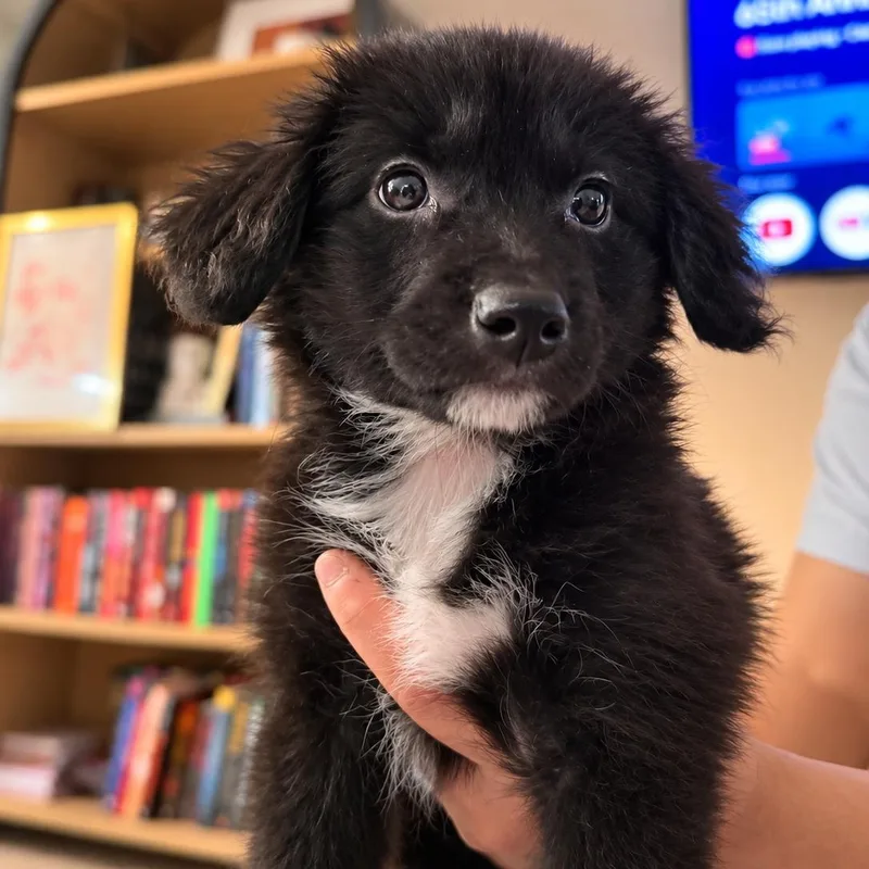 A baby medium-sized male Black Labrador Retriever dog named Potato for adoption in San Diego, CA