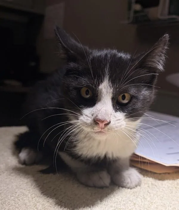 A baby small-sized male Domestic Short Hair cat named River for adoption in Oakland, CA