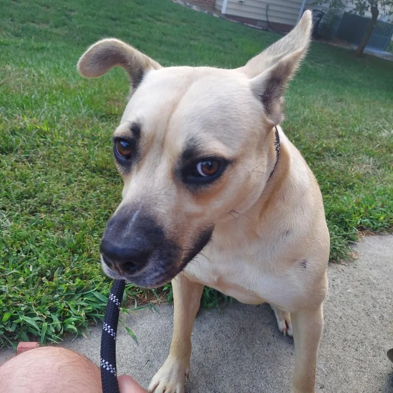 An adult medium-sized female Brown / Chocolate Mixed Breed dog named Guinness for adoption in Greensboro, NC