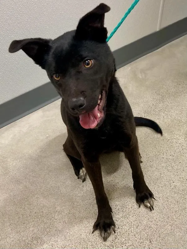 A young medium-sized female Black Shepherd dog named Skye for adoption in Lapeer, MI