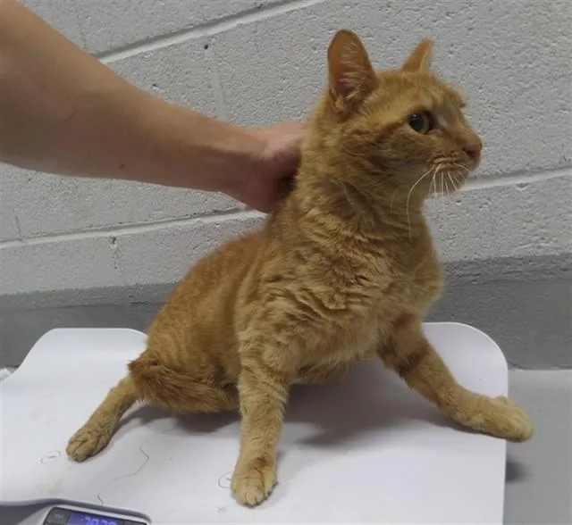 A young small-sized male Domestic Short Hair cat named Tuffnut for adoption in Augusta, GA