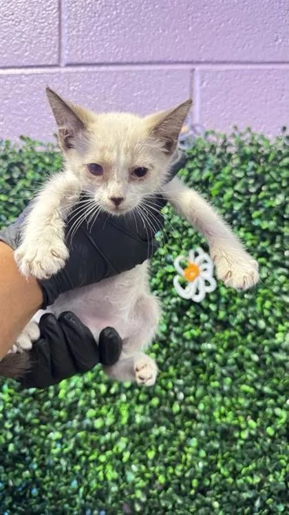 A baby small-sized male Buff / Tan / Fawn Domestic Short Hair cat named 61435767 for adoption in El Paso, TX