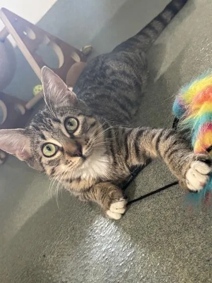 A baby small-sized female Domestic Short Hair cat named Biscuit for adoption in New Orleans, LA