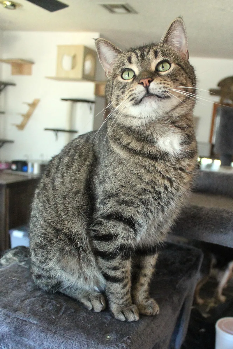 An adult large-sized male Tabby (Brown / Chocolate) Domestic Short Hair cat named Handsome Henry for adoption in Guthrie, OK