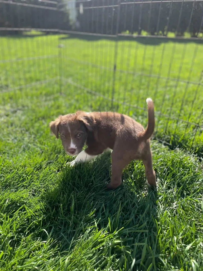 A baby medium-sized male Pit Bull Terrier dog named Alfalfa for adoption in New London, WI