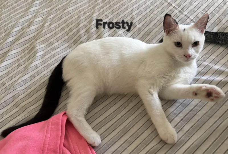 A baby medium-sized female White Domestic Short Hair cat named Lucy for adoption in Temple, PA