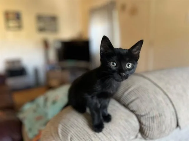 A baby small-sized male Domestic Short Hair cat named Aero for adoption in San Luis Obispo, CA