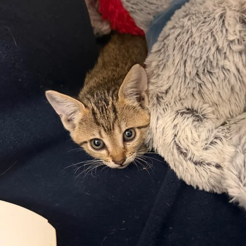 A baby small-sized female Domestic Short Hair cat named Foxy for adoption in Bastrop, TX