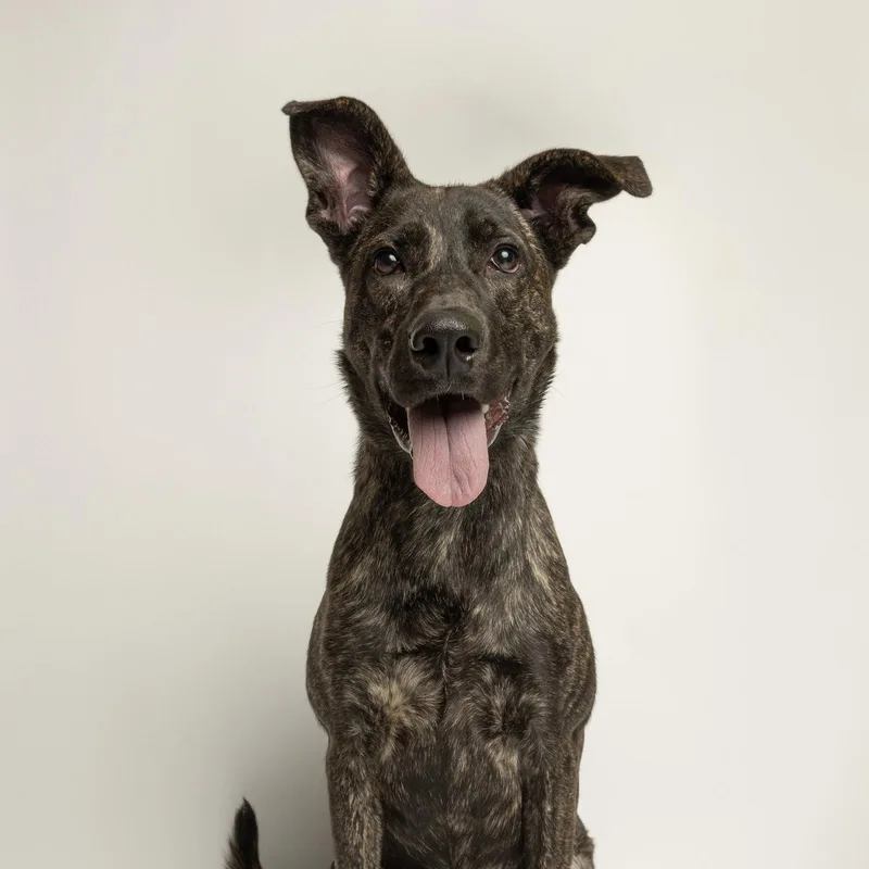 A young large-sized male Catahoula Leopard Dog dog named Pond for adoption in Richardson, TX
