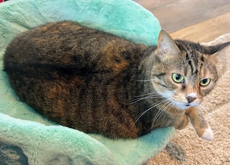 A senior large-sized female Tabby (Buff / Tan / Fawn) Domestic Short Hair cat named Annie for adoption in Palm Harbor, FL
