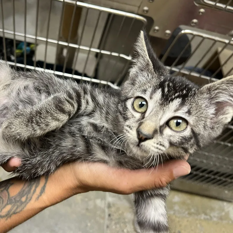 A baby medium-sized male Tabby (Gray / Blue / Silver) Domestic Short Hair cat named Eddy for adoption in Missoula, MT