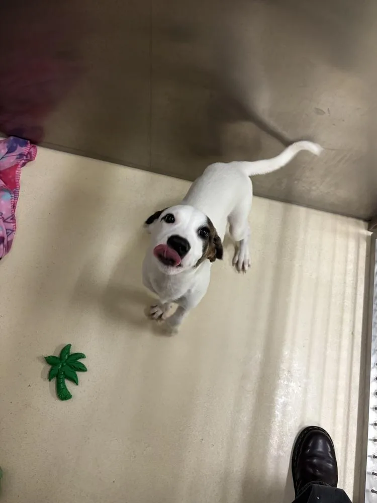A young medium-sized male Australian Cattle Dog / Blue Heeler dog named Oscar for adoption in Kalamazoo, MI