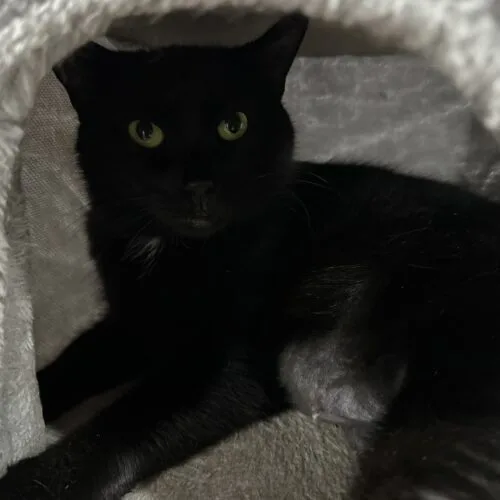 An adult medium-sized female Black Domestic Short Hair cat named Mellow Yellow for adoption in Tipp City, OH