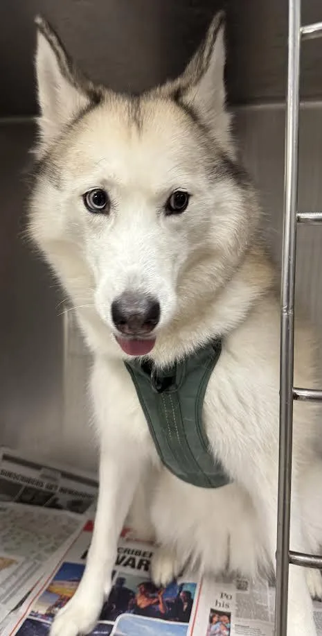 An adult large-sized female Husky dog named Hinata Cuevas for adoption in Van Nuys, CA