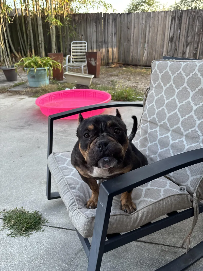 An adult medium-sized female Pit Bull Terrier dog named Precious for adoption in PALM BAY, FL