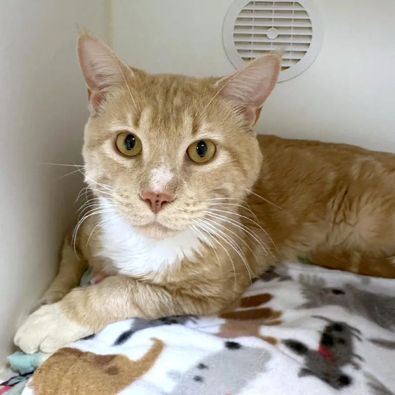 A young large-sized male Orange / Red Domestic Short Hair cat named George for adoption in Woodinville, WA
