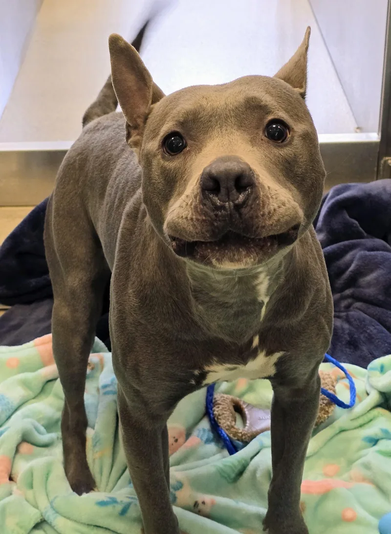 An adult large-sized female Brindle Pit Bull Terrier dog named Luna for adoption in Amityville, NY