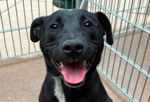 A young medium-sized female Pit Bull Terrier dog named Harley Quinn for adoption in Martinez, CA