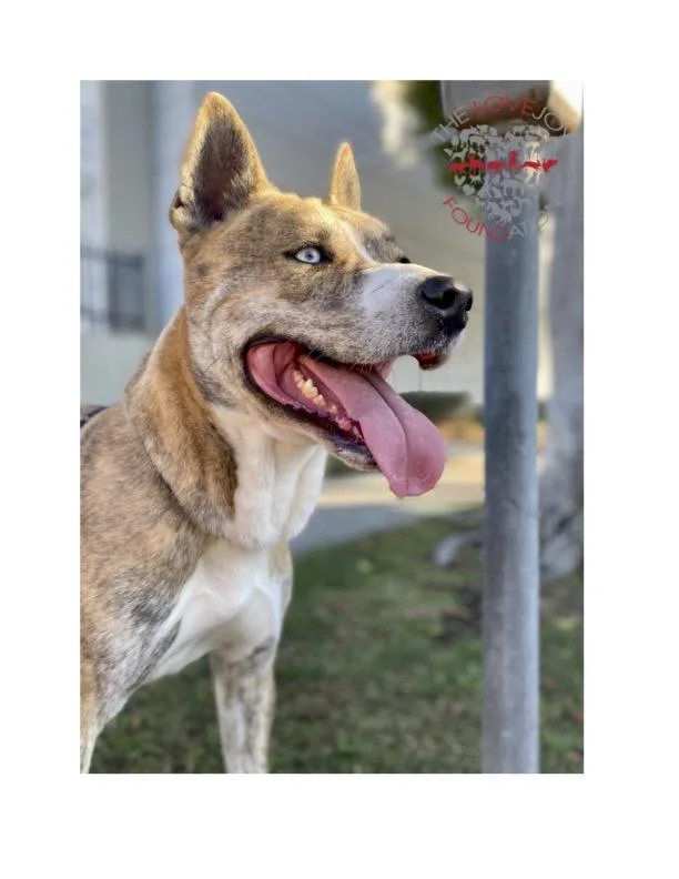 A senior large-sized male Brindle Husky dog named Hercules for adoption in Inglewood, CA