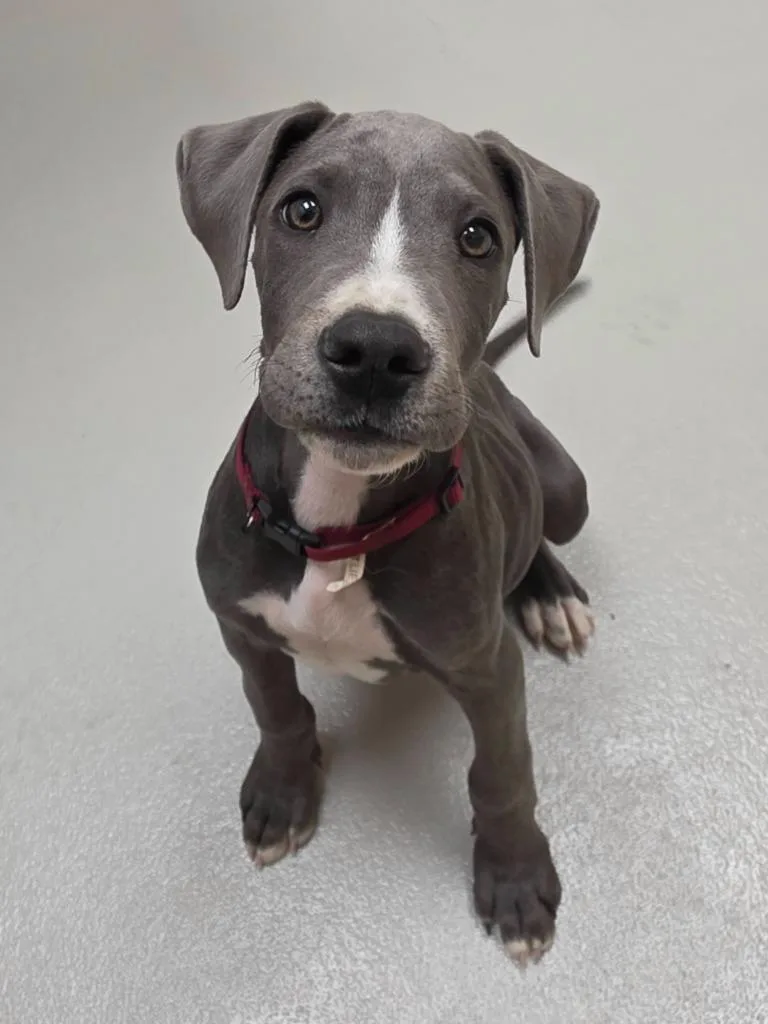 A baby medium-sized male Great Dane dog named Malachite for adoption in Greeneville, TN