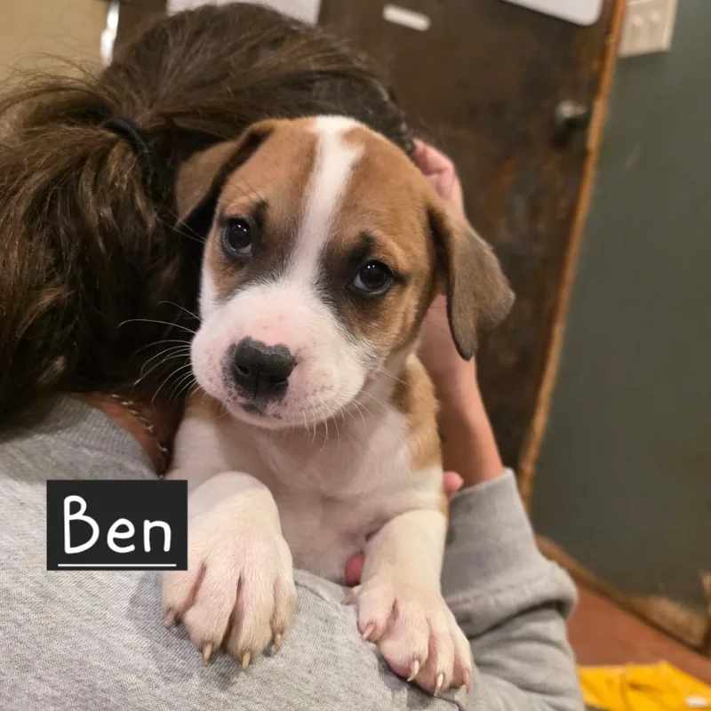 A baby small-sized male White / Cream Mixed Breed dog named Ben for adoption in Glenfield, NY