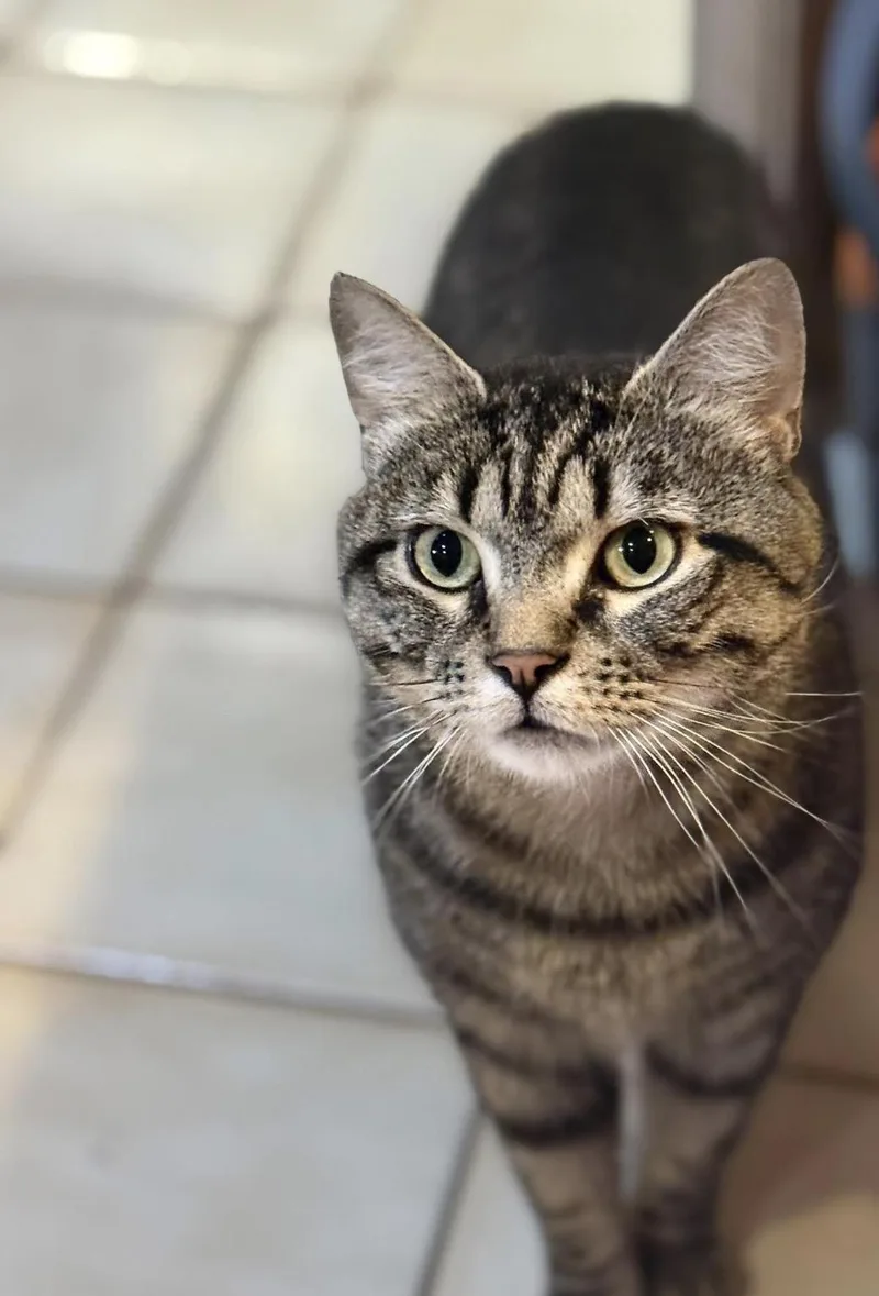 Tony The Tiger thumbnail 2