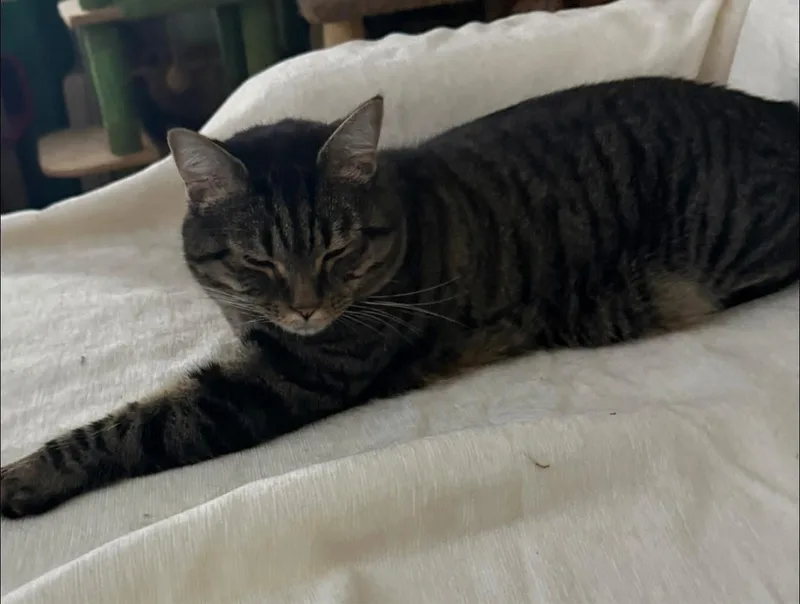 Tony The Tiger thumbnail 3