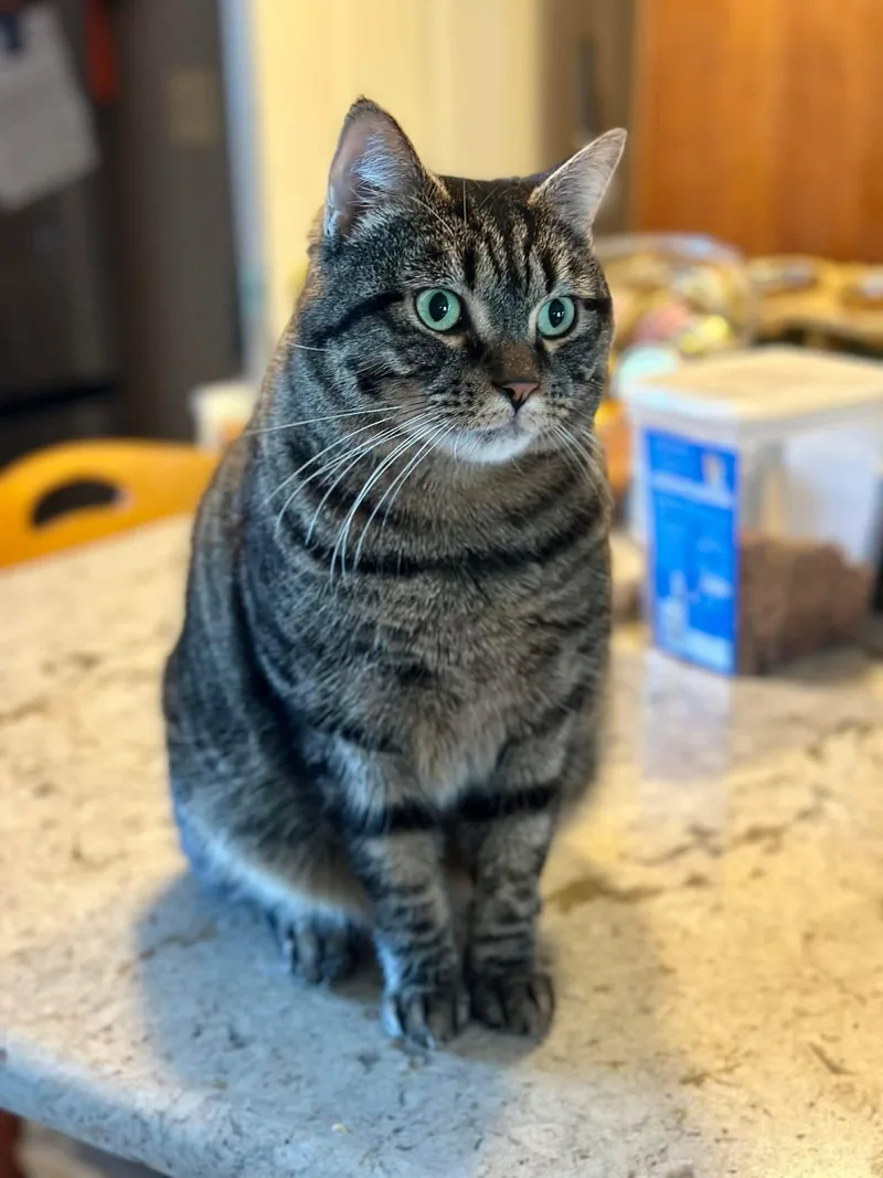 Tony The Tiger thumbnail 4