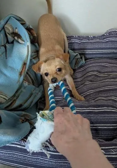 A young small-sized female Chihuahua dog named Slim for adoption in Hillsboro, OR