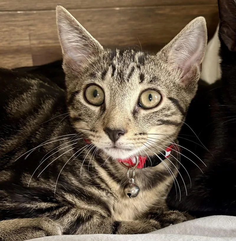 A baby large-sized male Tabby cat named Hedgie for adoption in Red Bank, NJ