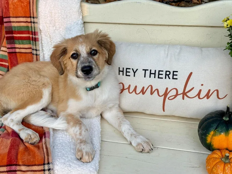 A baby large-sized female White / Cream Great Pyrenees dog named Gidget for adoption in Kiowa, OK