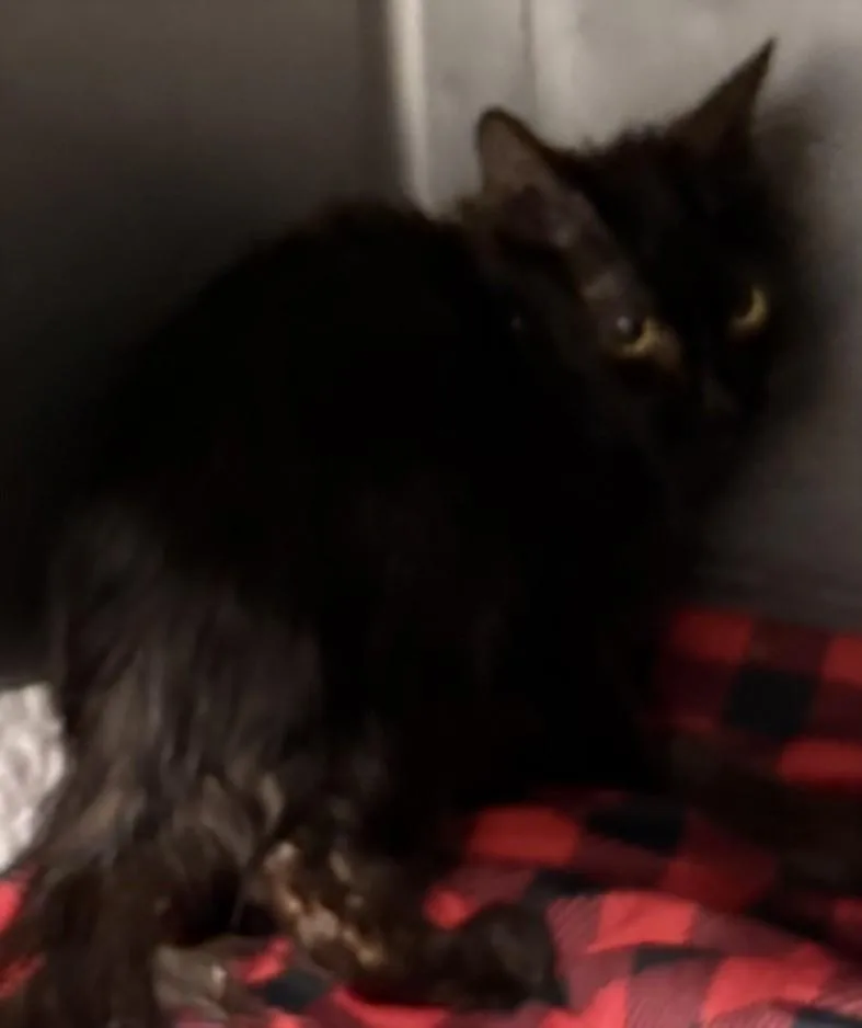 A baby medium-sized male Domestic Short Hair cat named Nova for adoption in Chatsworth, CA