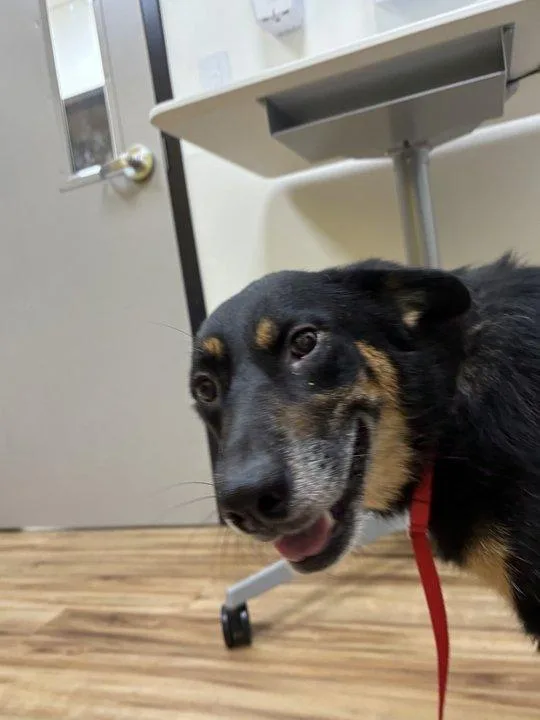 An adult medium-sized female Black Mixed Breed dog named Samia for adoption in Raleigh, NC