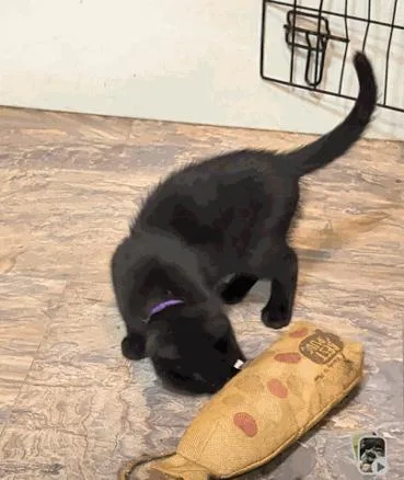 A baby medium-sized male Black Domestic Short Hair cat named Clove for adoption in Cuyahoga Falls, OH