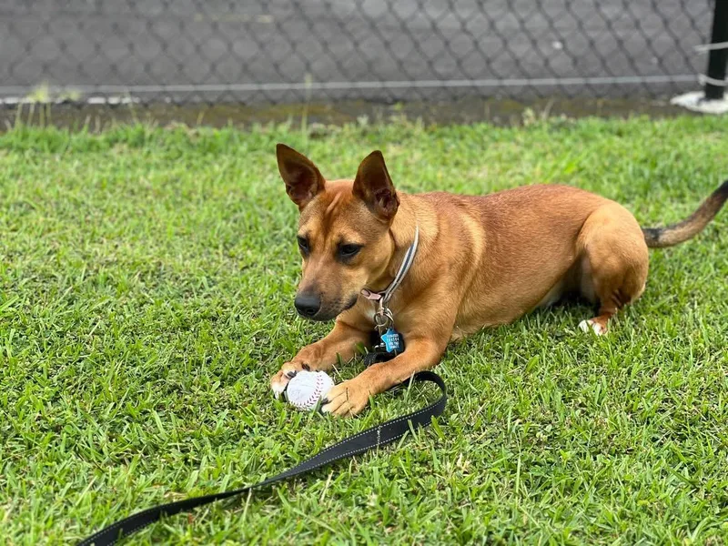 A young medium-sized female Brown / Chocolate Catahoula Leopard Dog dog named Bear for adoption in Seattle, WA