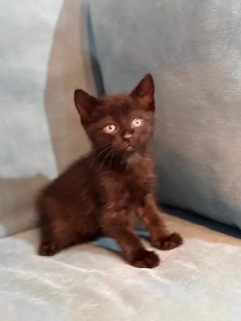 A baby medium-sized male Black Domestic Short Hair cat named Elon for adoption in Houston, TX