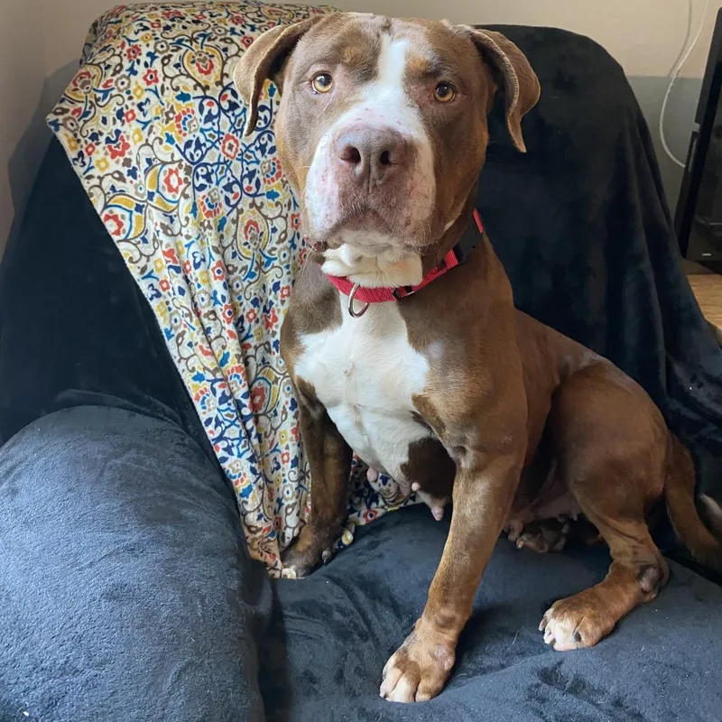 An adult large-sized female Brown / Chocolate Mixed Breed dog named Hershey for adoption in Port Charlotte, FL