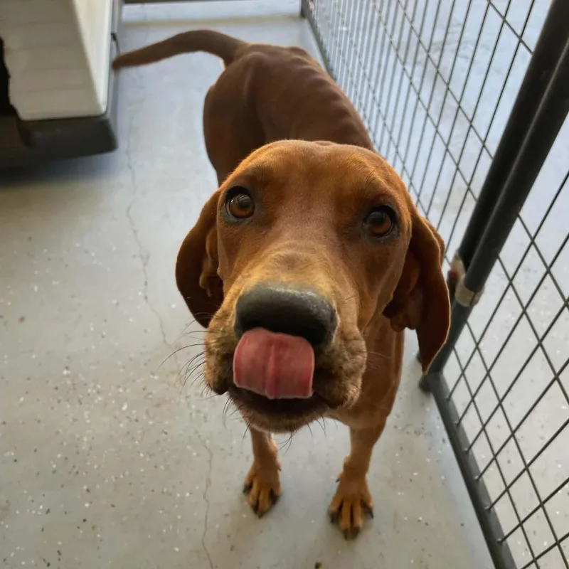 An adult medium-sized female Hound dog named Trudy for adoption in Bishopville, SC