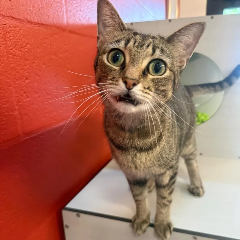 An adult medium-sized male Brown / Chocolate Domestic Short Hair cat named Bjorn for adoption in Sarasota, FL