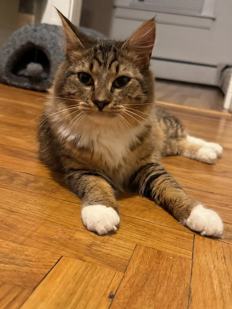 A baby medium-sized female Domestic Medium Hair cat named Eos for adoption in Pawtucket, RI
