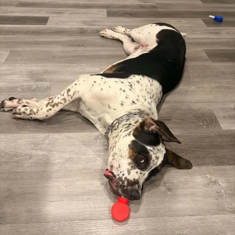 An adult extra large-sized male White / Cream Rottweiler dog named Pongo for adoption in Bellingham, WA