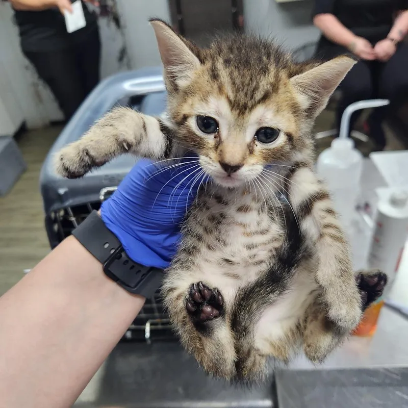 A baby small-sized female Brown / Chocolate Domestic Short Hair cat named Hayley @ Pet Supermarket for adoption in Summerville, SC