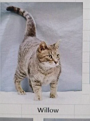 An adult small-sized female Domestic Short Hair cat named Willow for adoption in Cincinnati, OH