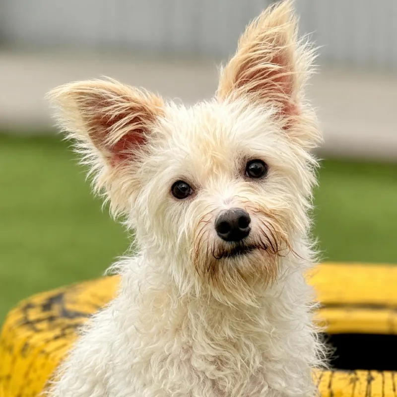 Sinker  terrier poodle