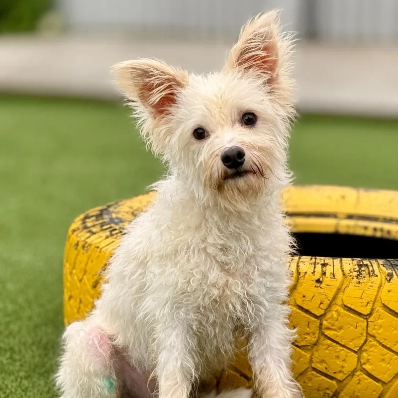 Sinker  terrier poodle thumbnail 3