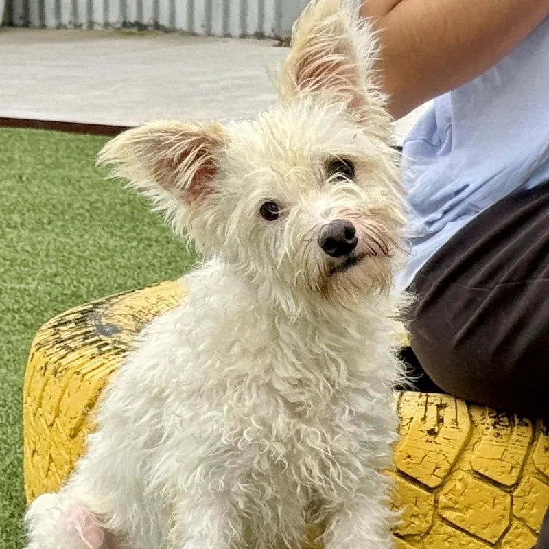 Sinker  terrier poodle thumbnail 4